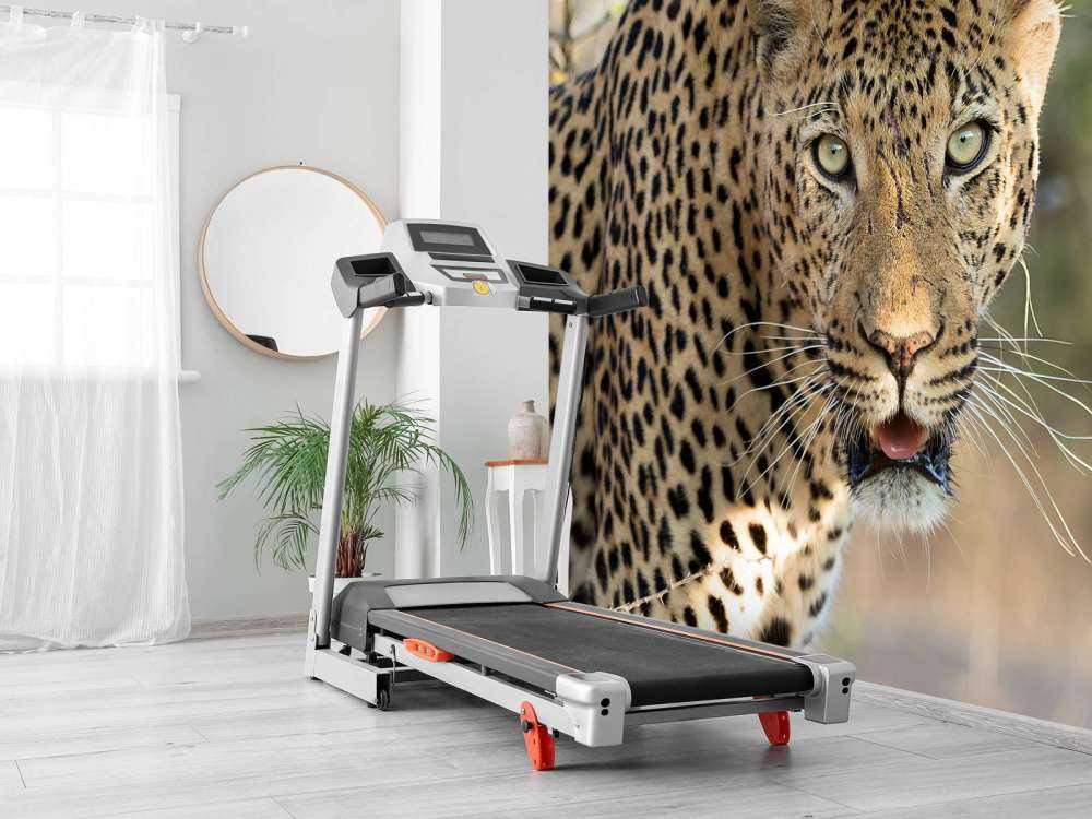 Portret Luipaard in Zuid-Afrika