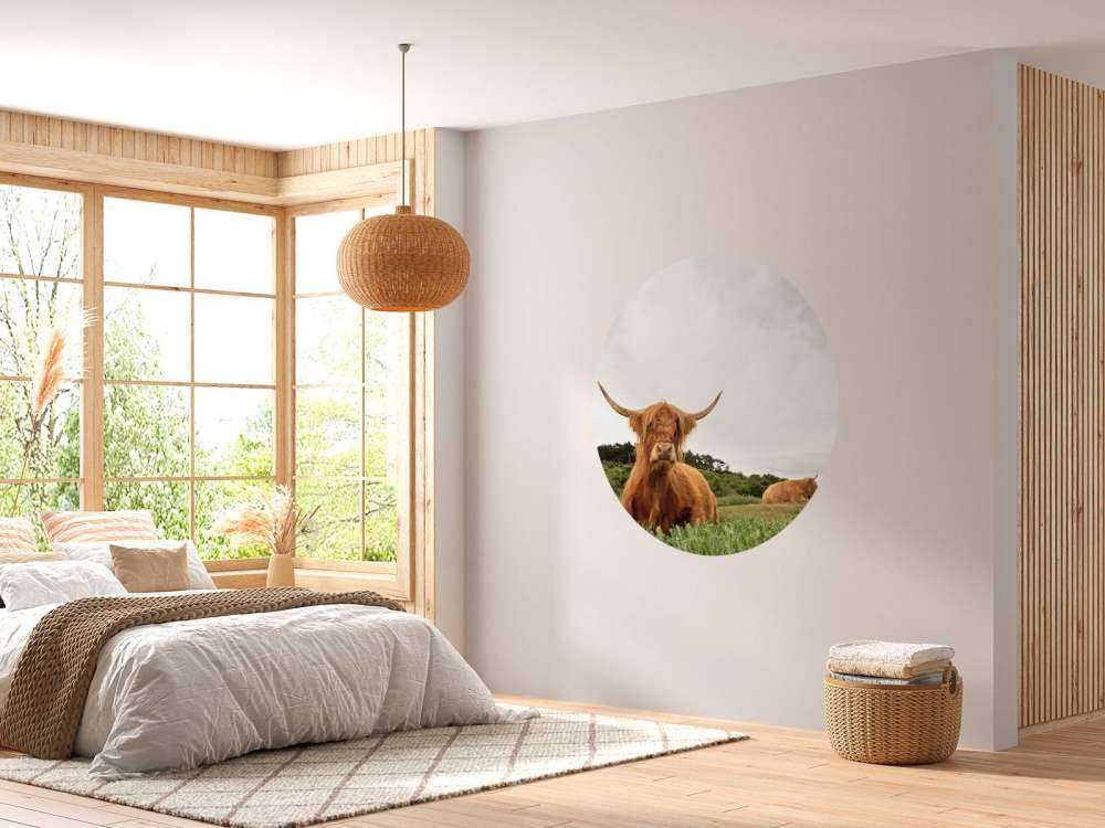 Schotse Hooglanders op het gras