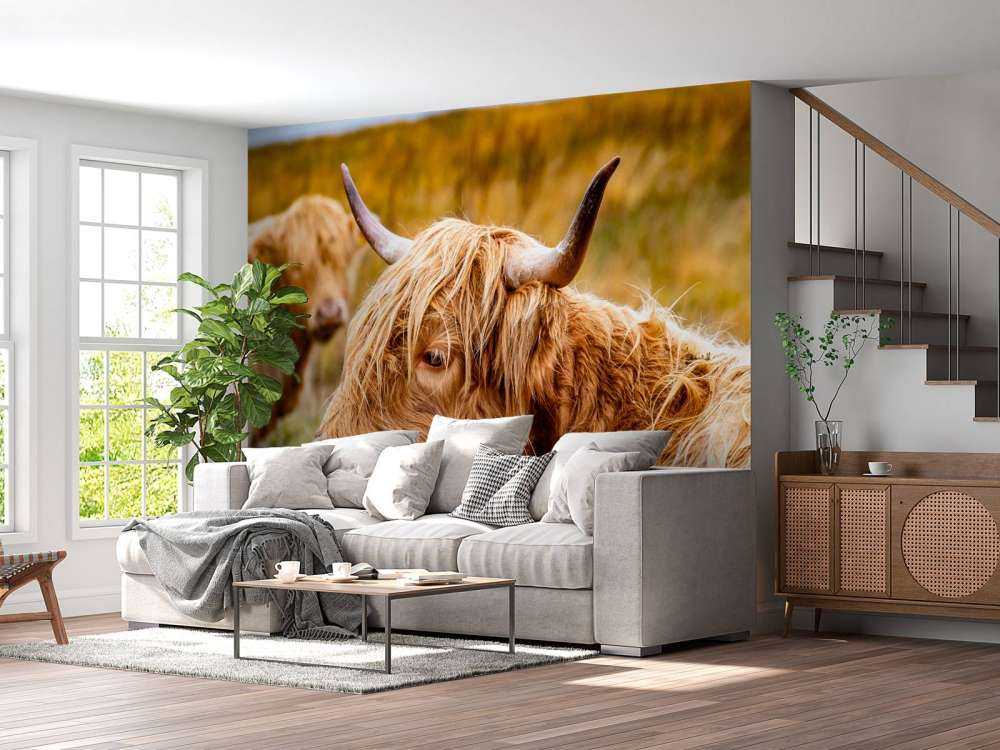 Hooglanders in de Weide