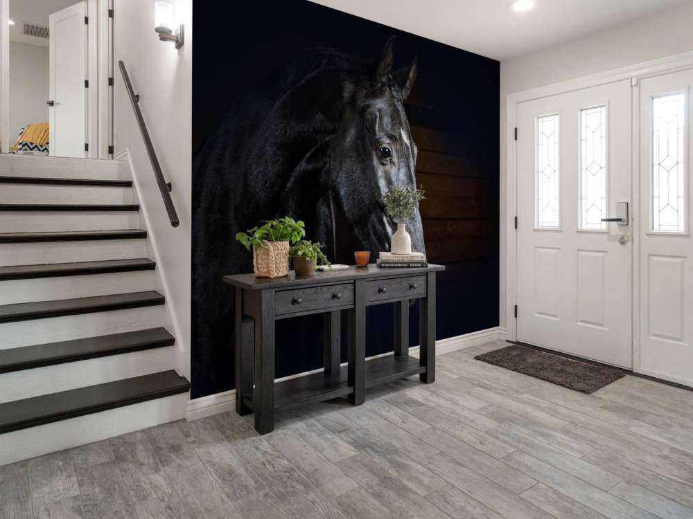 Paard met een donkere achtergrond