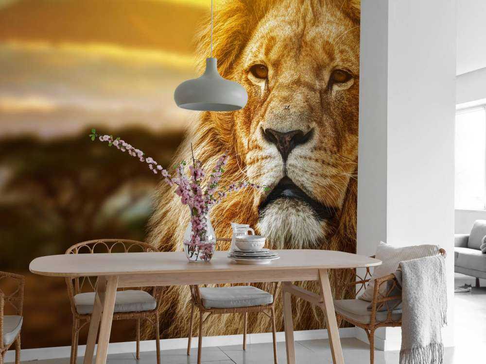 Leeuw in een savanne landschap