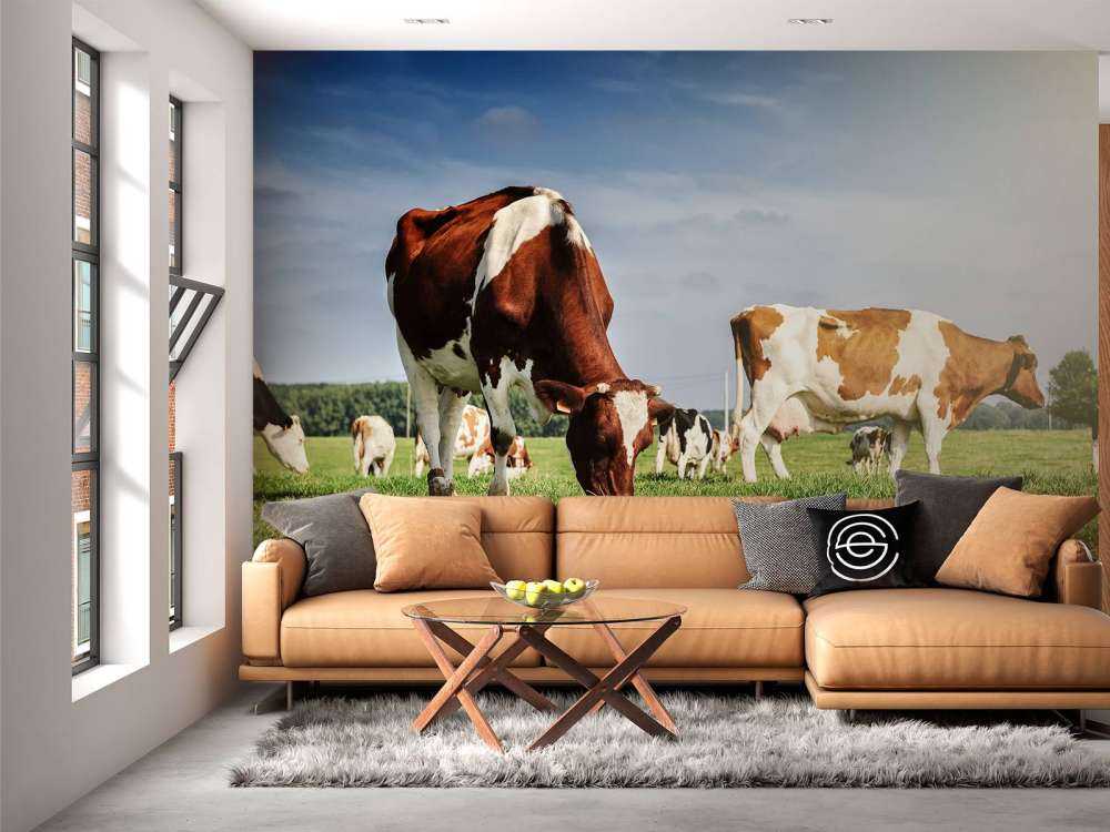 Bruin Witte Koeien aan het grazen in de weide