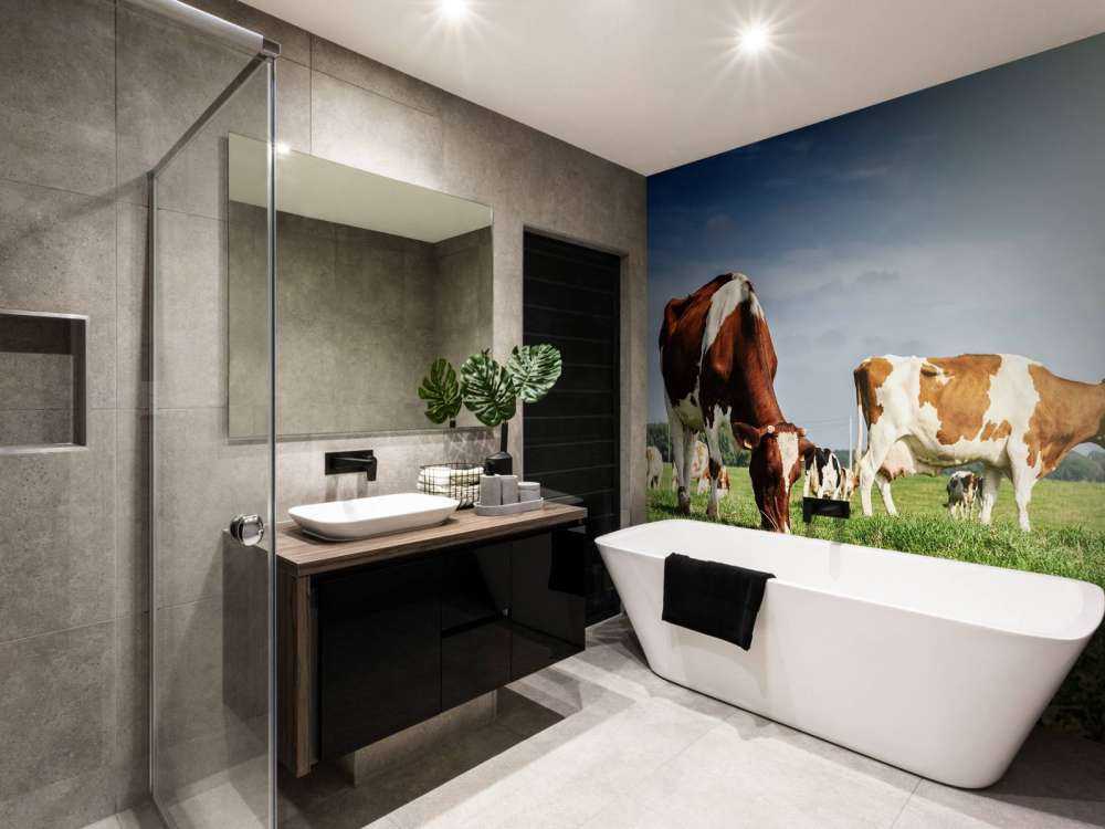 Bruin Witte Koeien aan het grazen in de weide