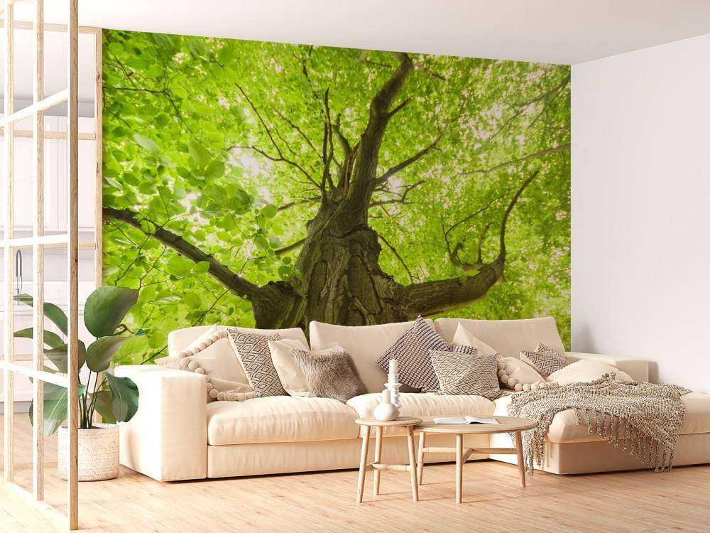 Oude Groene Boom tijdens Zonnige Dag