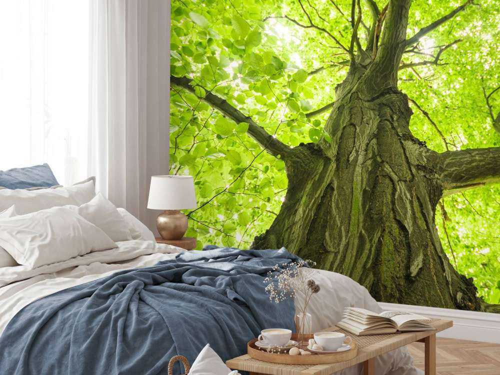 Oude Groene Boom tijdens Zonnige Dag