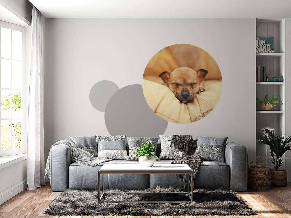 Kleine puppy slaapt op een kussen