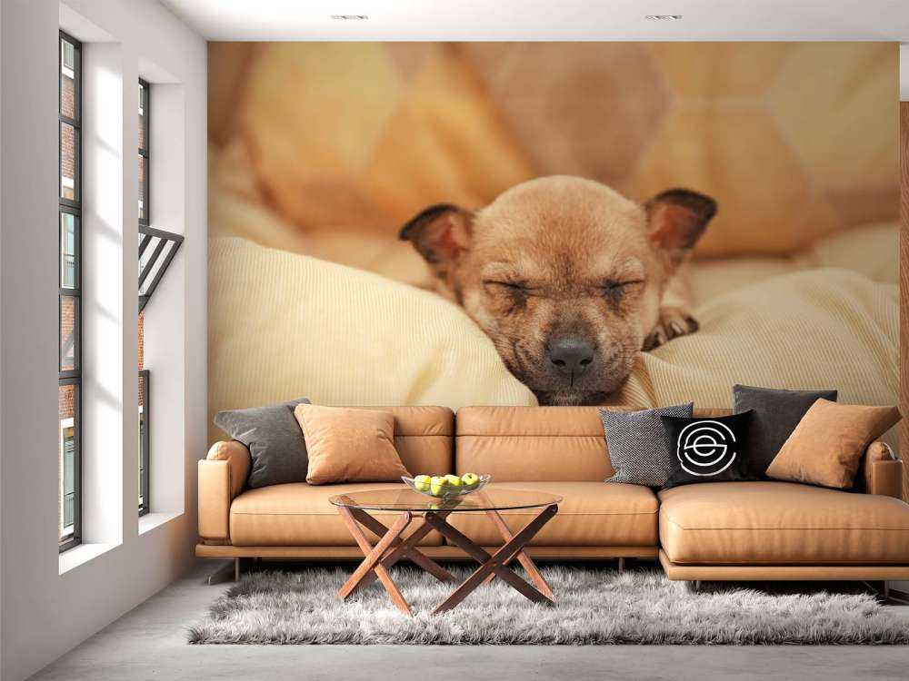 Kleine puppy slaapt op een kussen