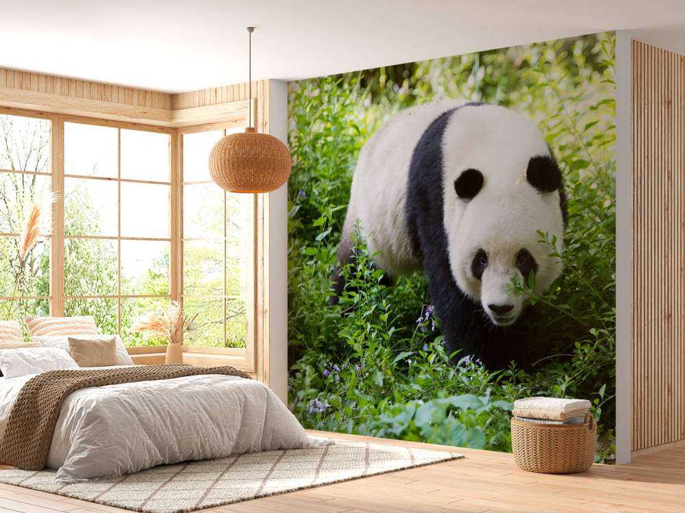 Panda in de natuur