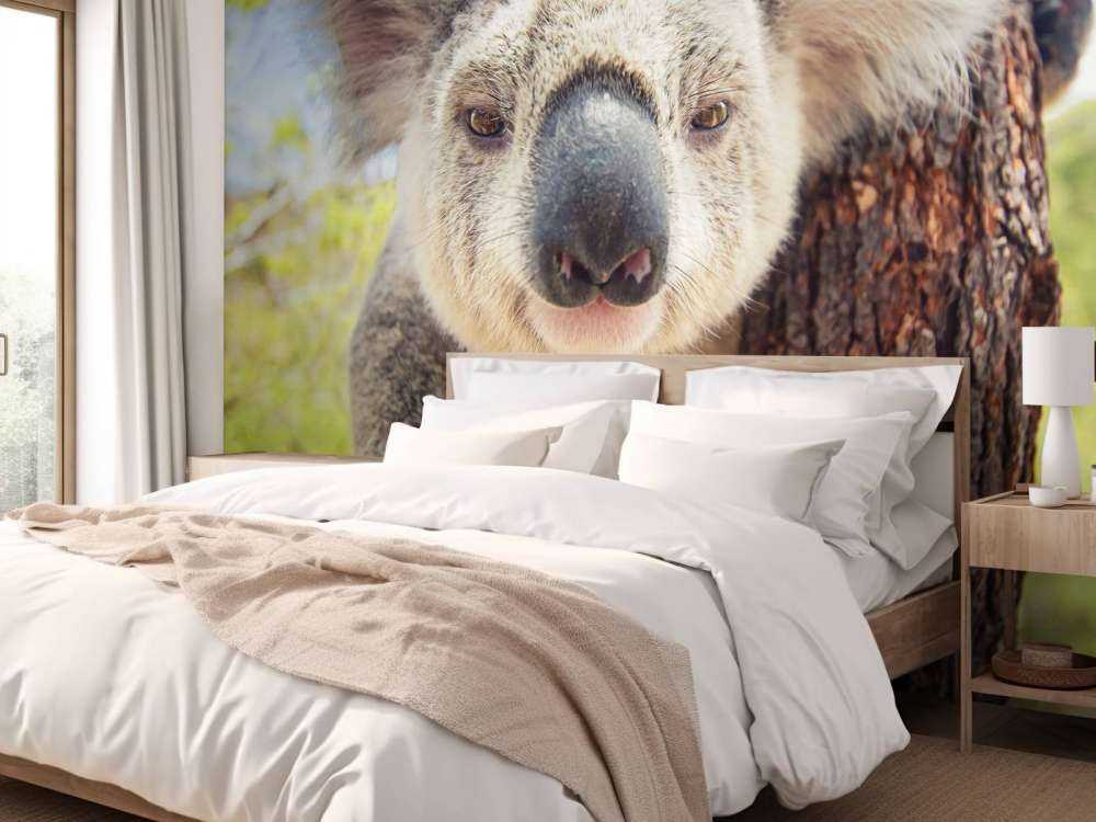 Schattige koala