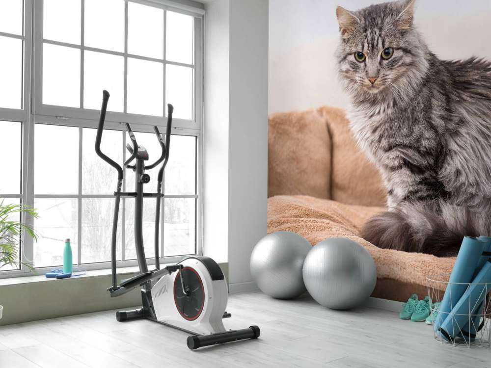 Grijze kat zit in een mand