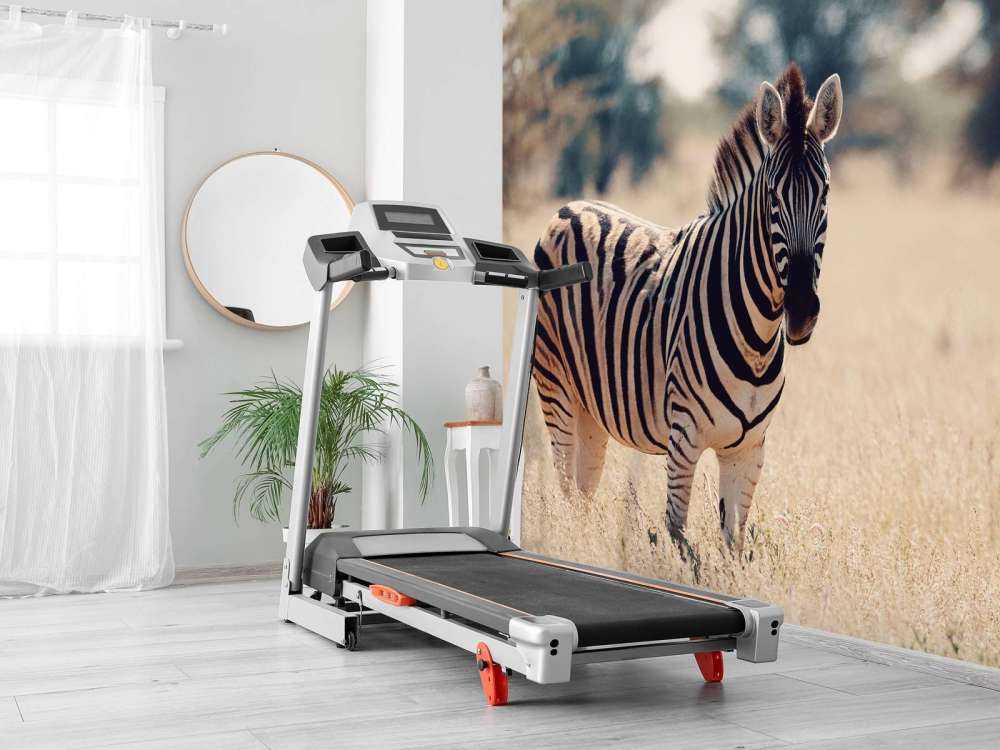 Zebra in het wild
