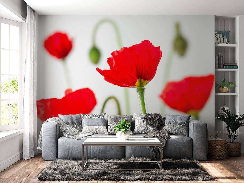 Close-up rode klaprozen