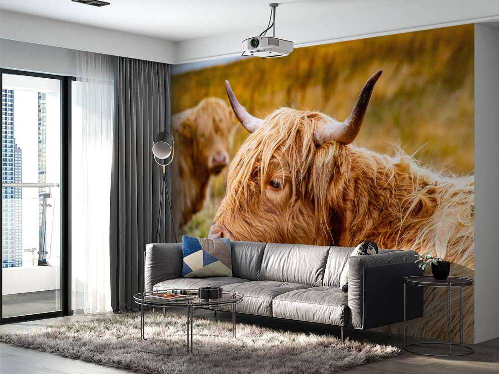 Hooglanders in de Weide