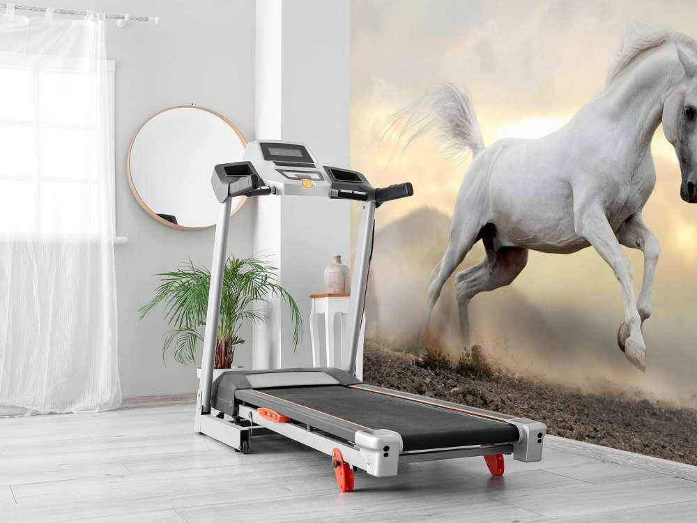 Arabische Hengst in het stof