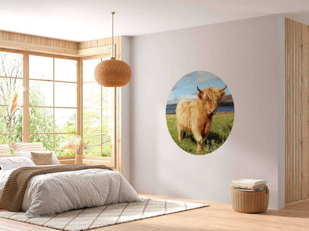 Schotse Hooglander in de natuur