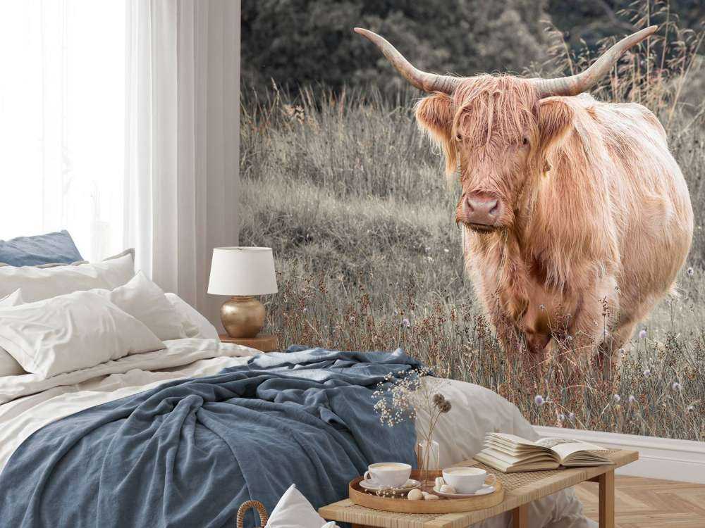 Schotse hooglander in een veld