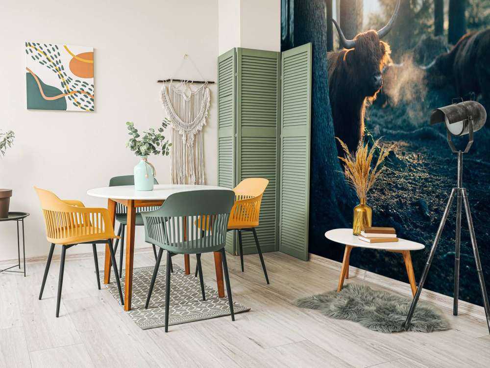 Schotse hooglander in ochtendlicht