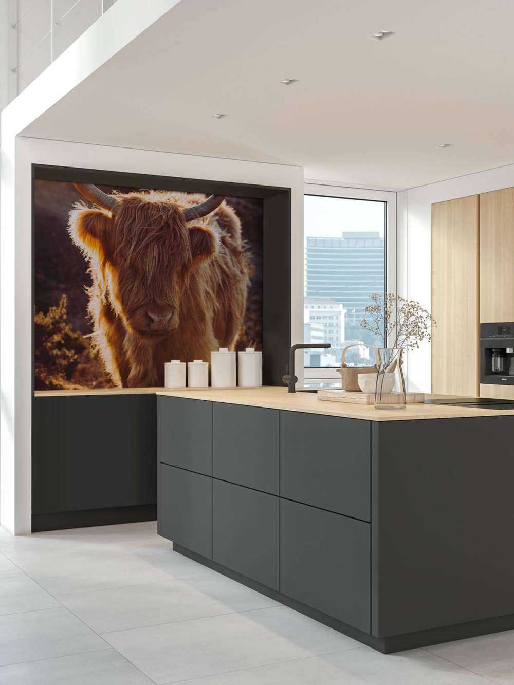 Schotse hooglander in de zon