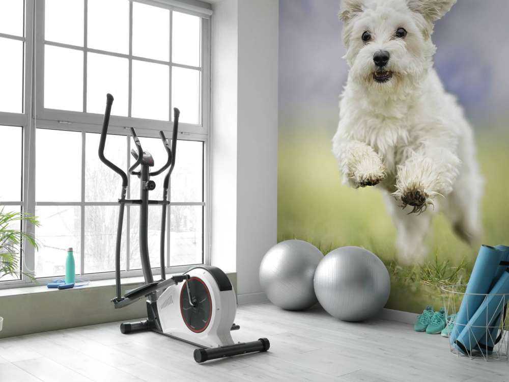Rennende hond