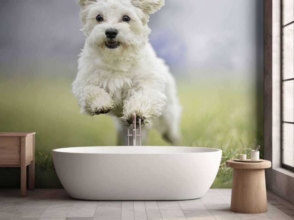 Rennende hond