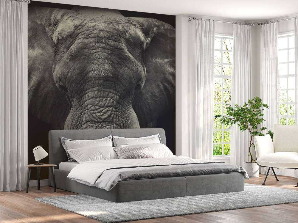 Close-up van een olifant