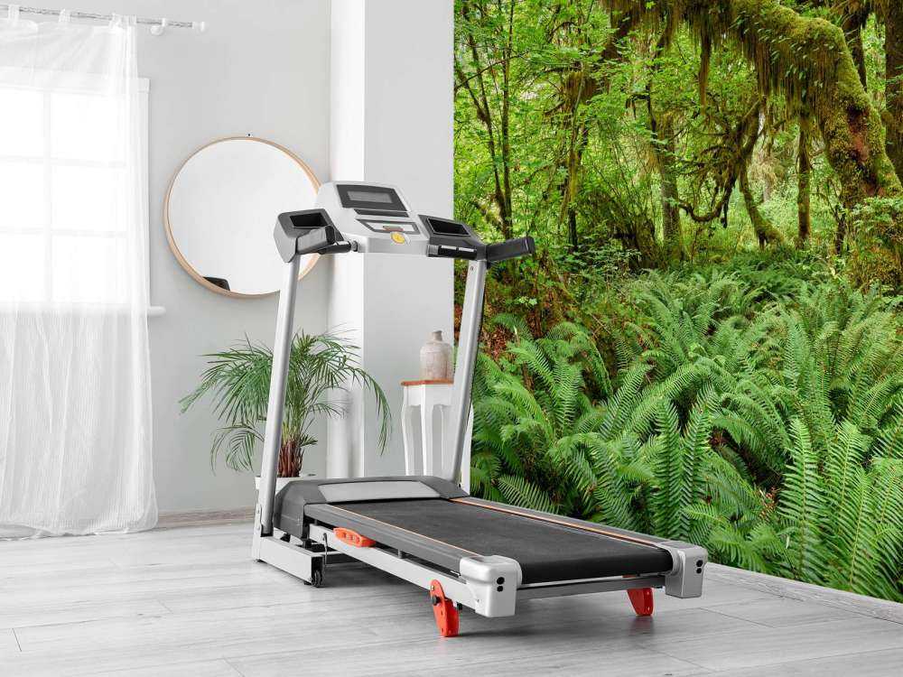 Varens in een oud bos