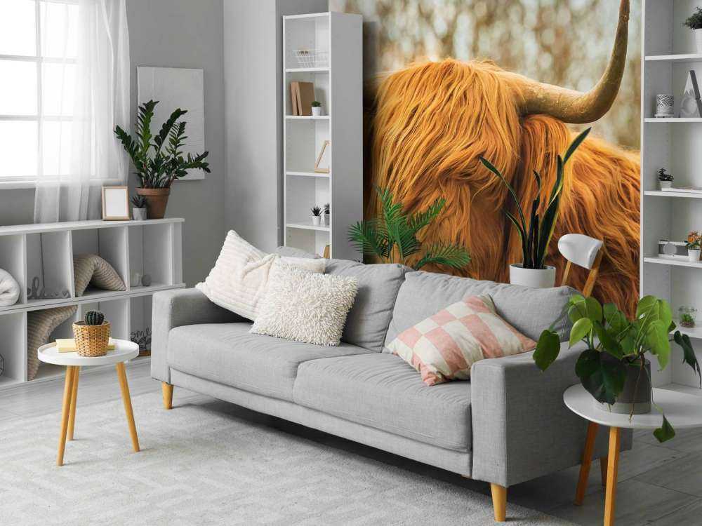 Schotse Hooglander bij zonsopkomst