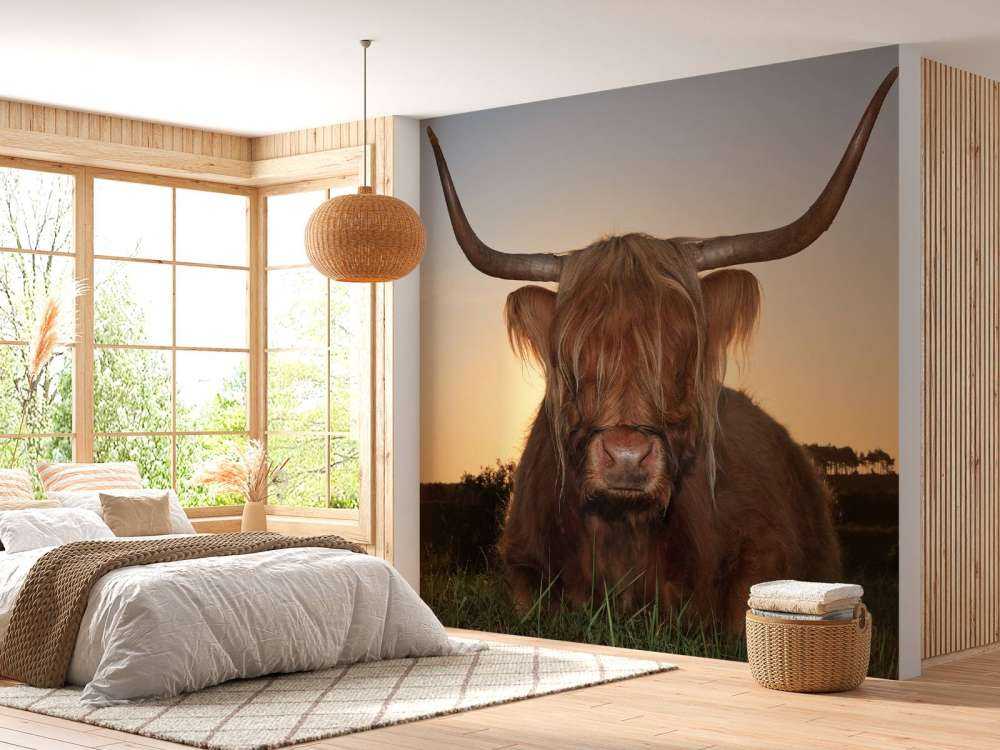 Schotse Hooglander in het gras bij zonsondergang