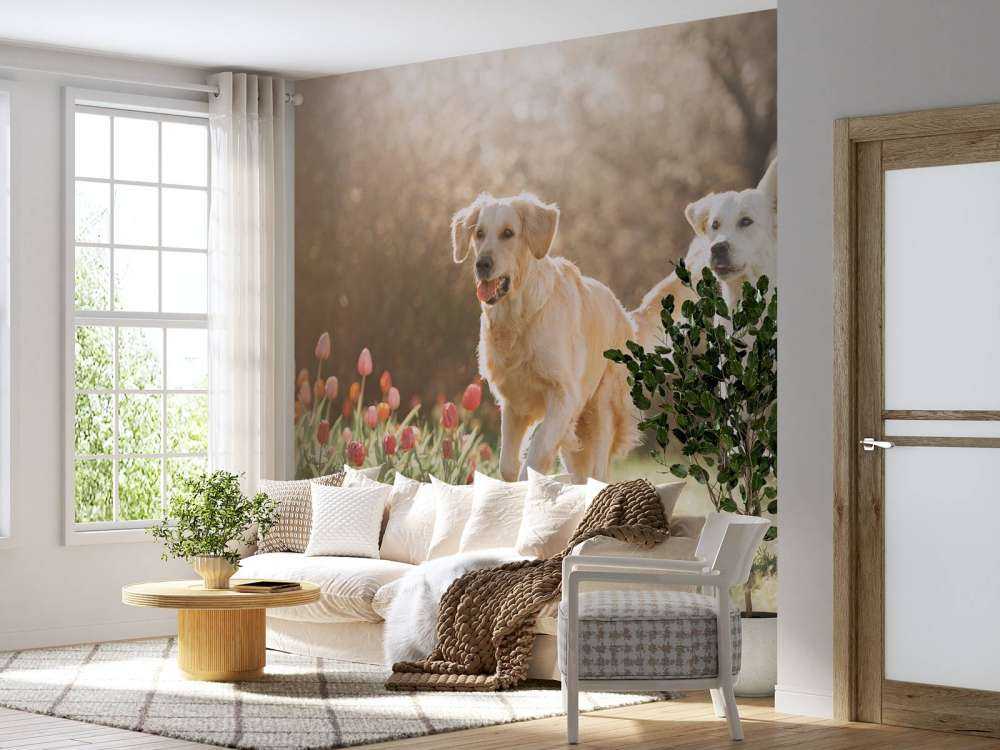 Honden in een parkje