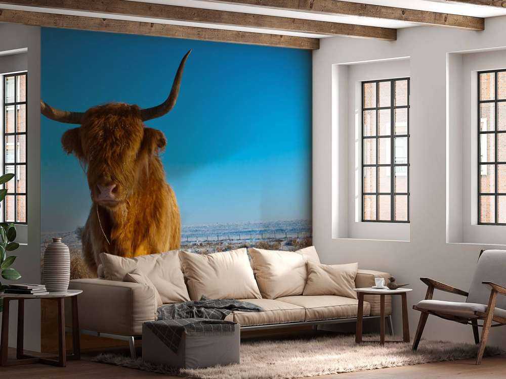 Schotse Hooglander met een blauwe lucht