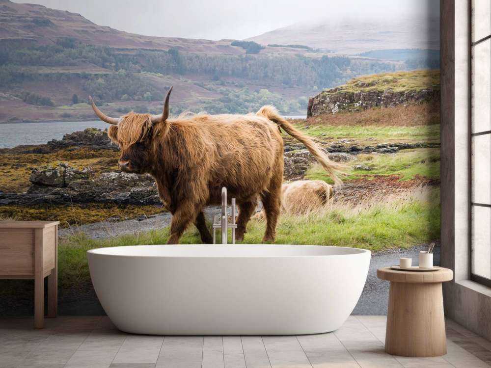 Schotse Hooglander op Mull