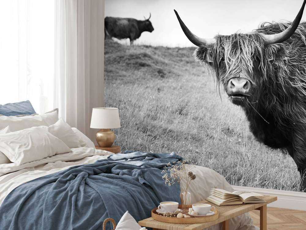 Schotse Hooglanders in zwart-wit