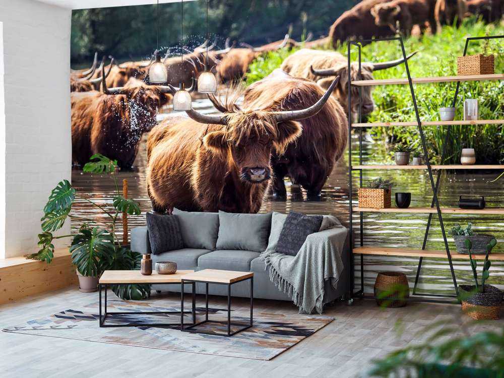 Schotse Hooglanders in het water