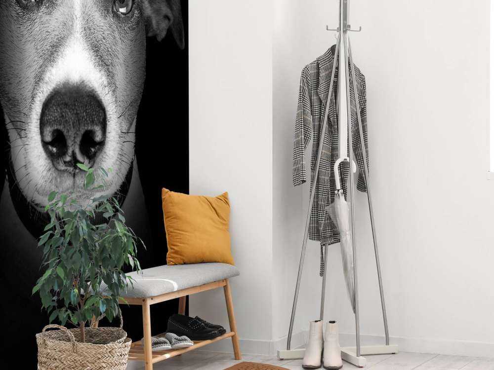 Jack Russel met een zwarte achtergrond