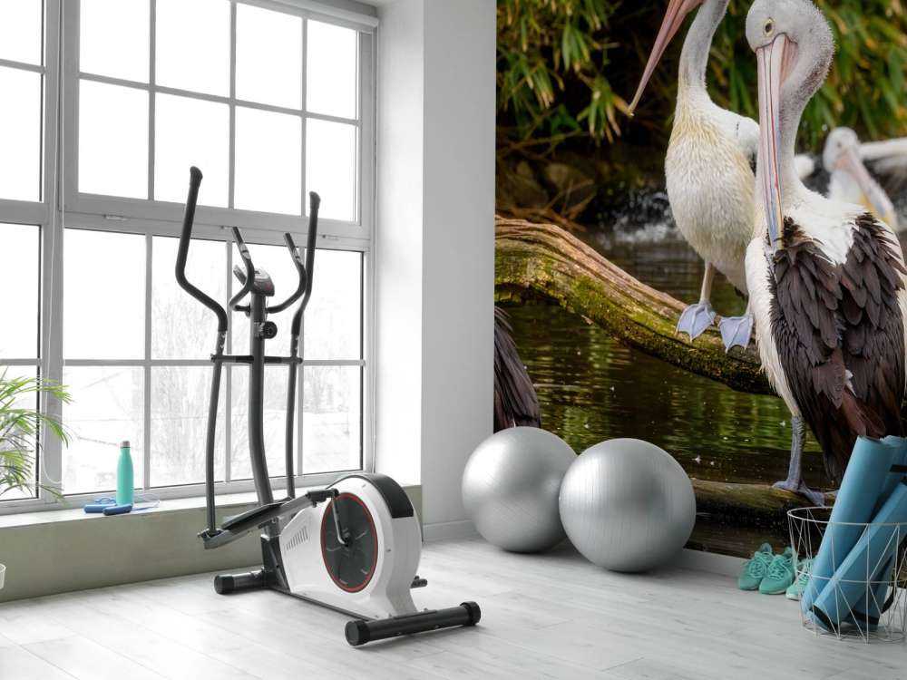 Australische pelikanen