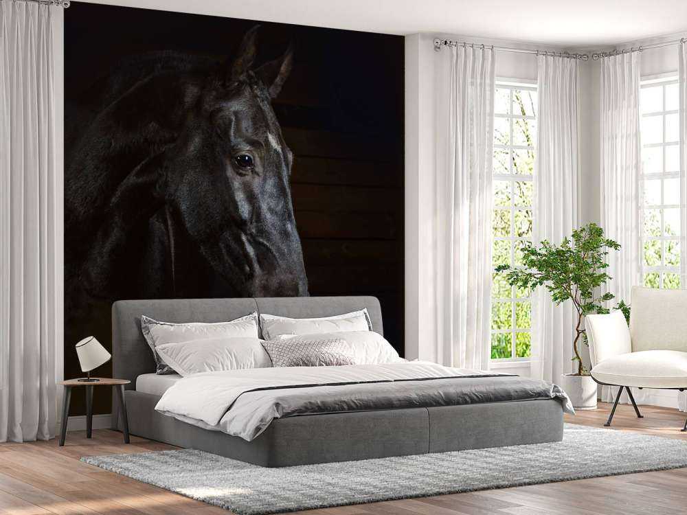 Paard met een donkere achtergrond