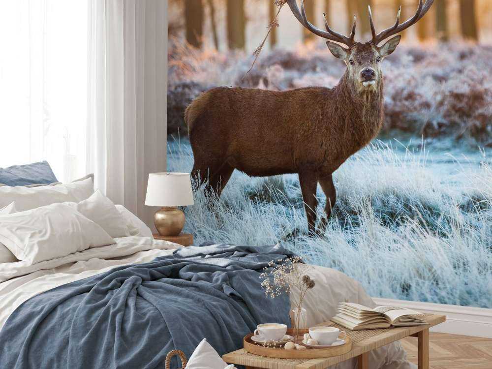 Rendier bij zonsopkomst