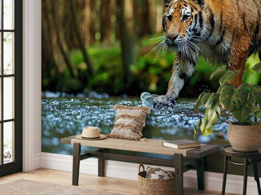 Tijger op een rivier