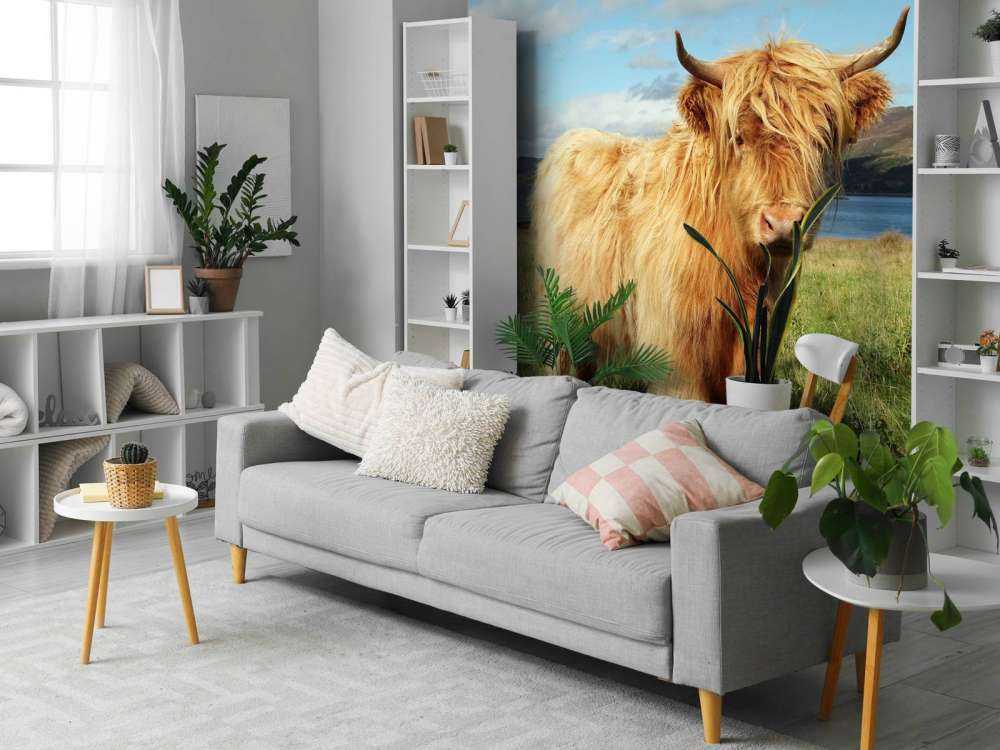 Schotse Hooglander in de natuur