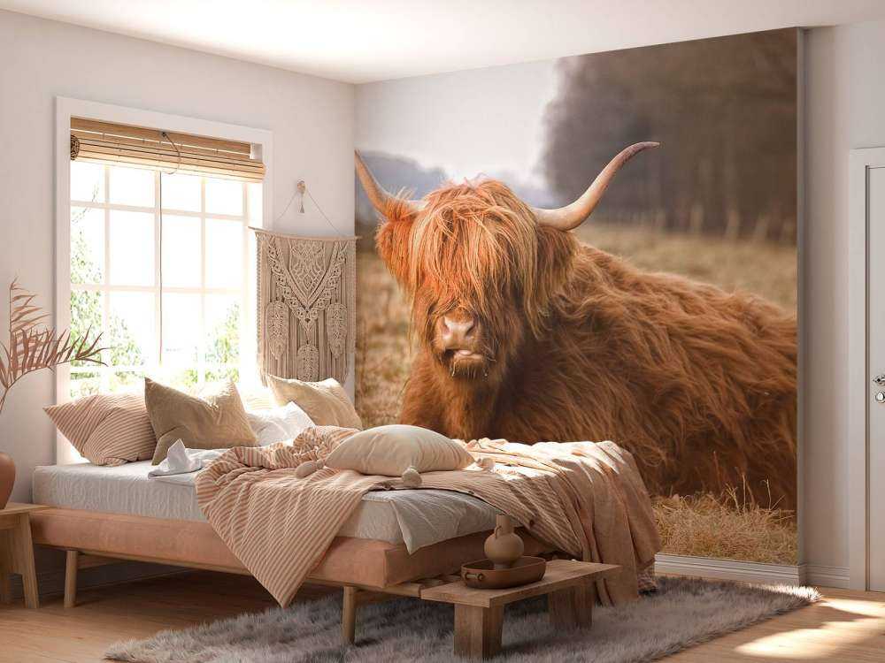 Liggende Hooglander in Wei