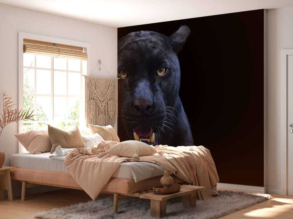 Panter met een zwarte achtergrond