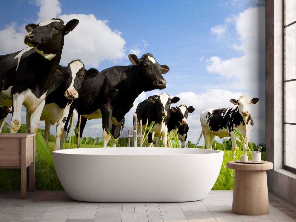 Holstein Koeien in de weide