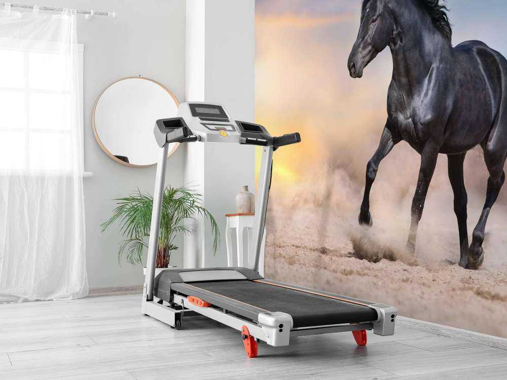 Mooi Zwart Paard in Zand