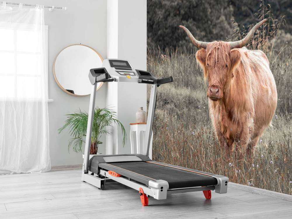 Schotse hooglander in een veld