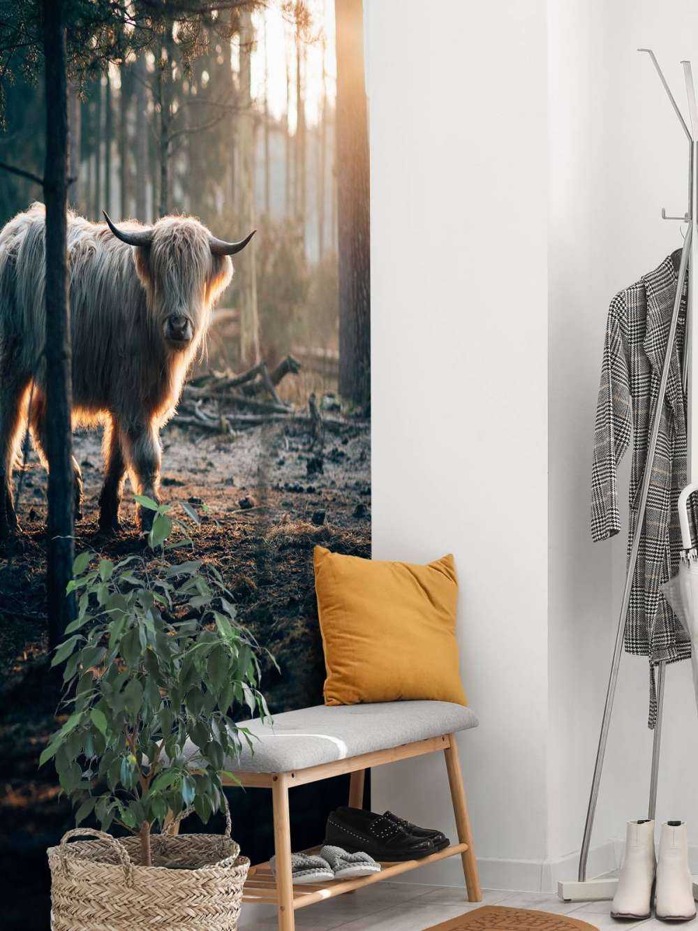 Witte Schotse hooglander