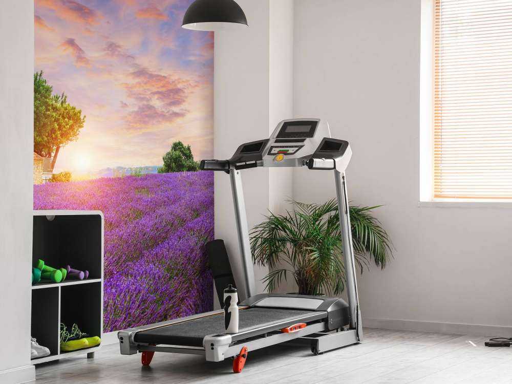 Lavendelveld tijdens zonsopkomst