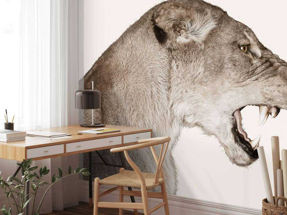 Lioness side view offwhite