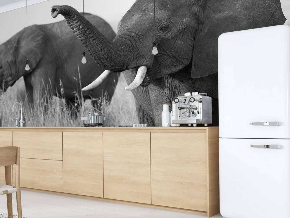 Olifanten in zwart-wit