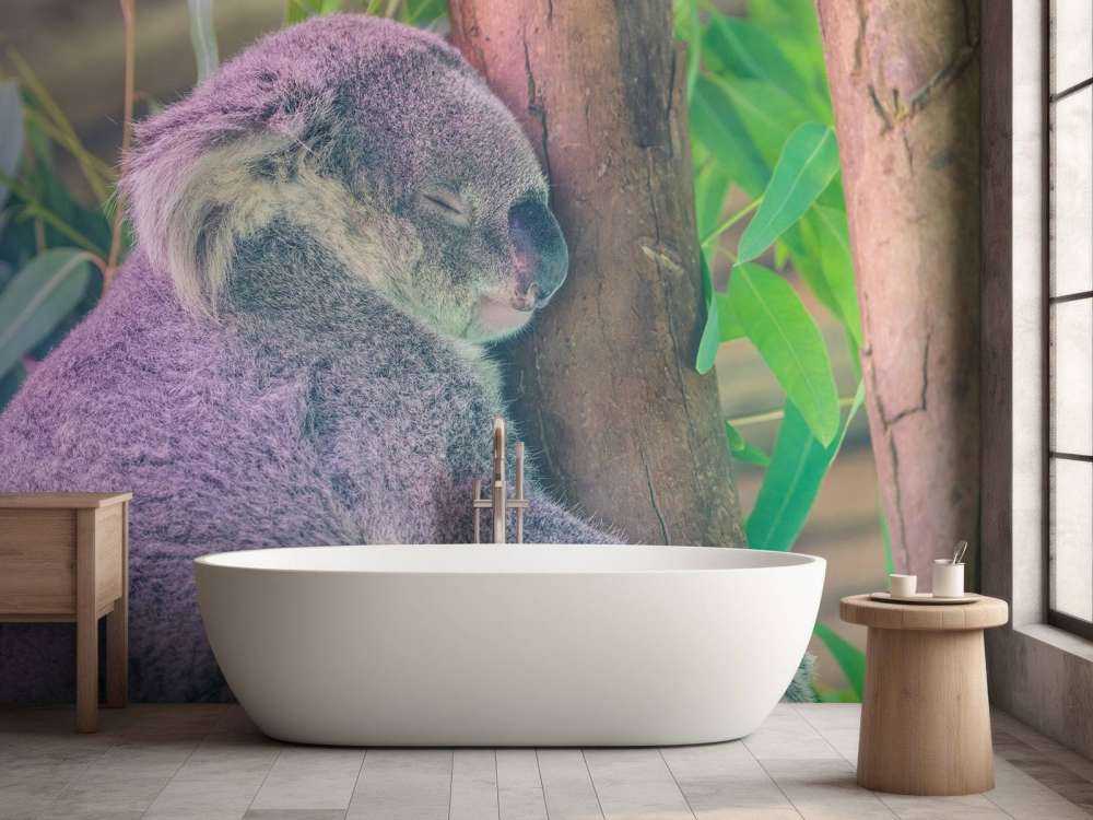 Koala aan het slapen