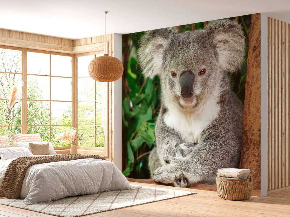 Australische koala in een boom
